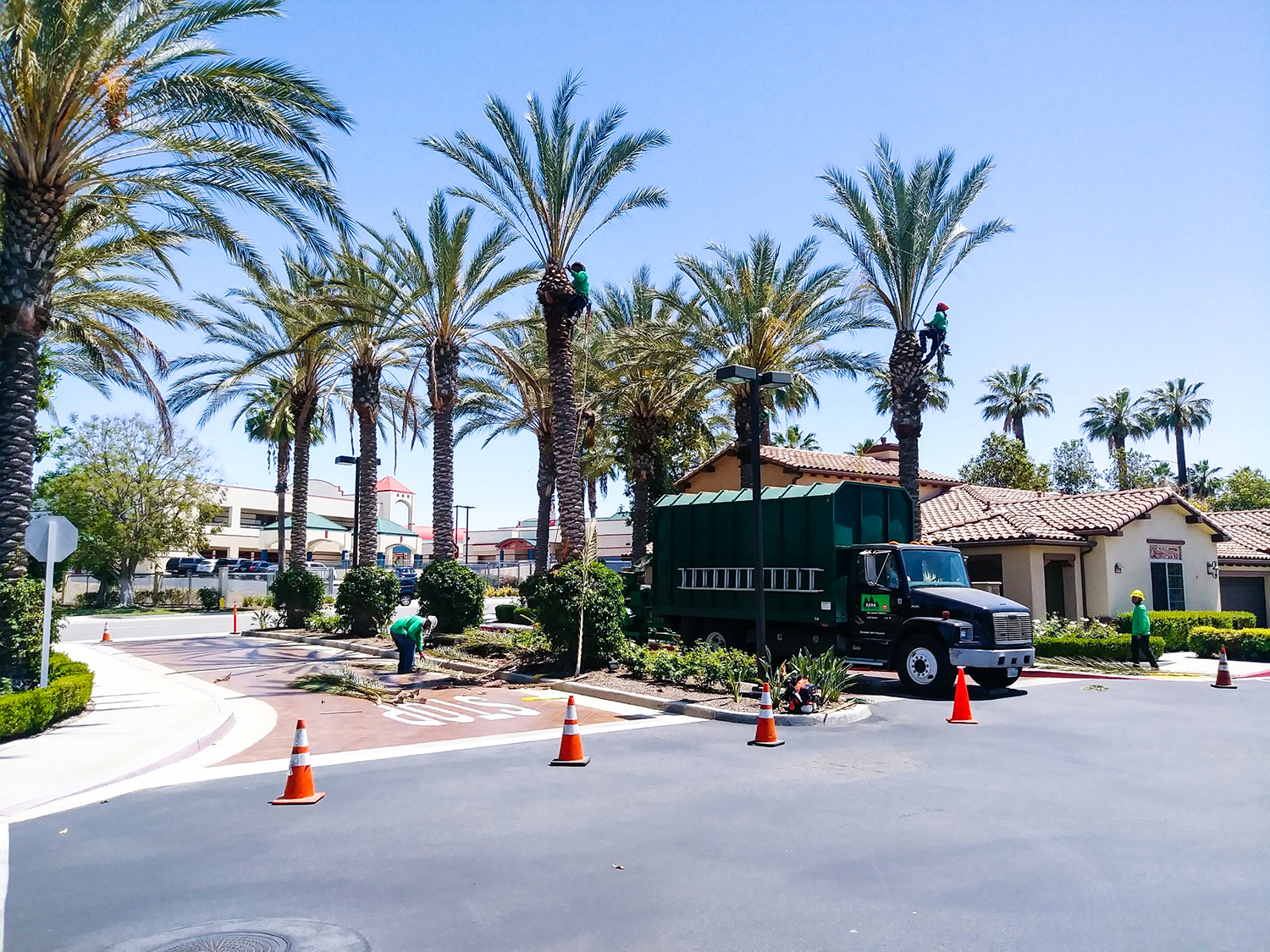 Palm Tree Trimming Murrieta Ca