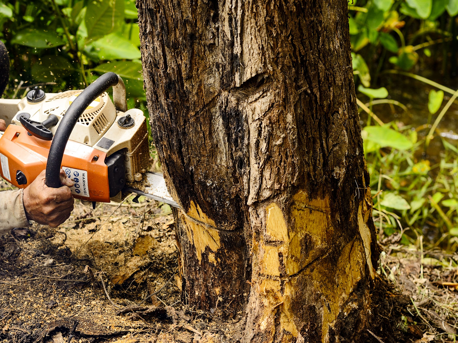 Tree-Removal-Murrieta