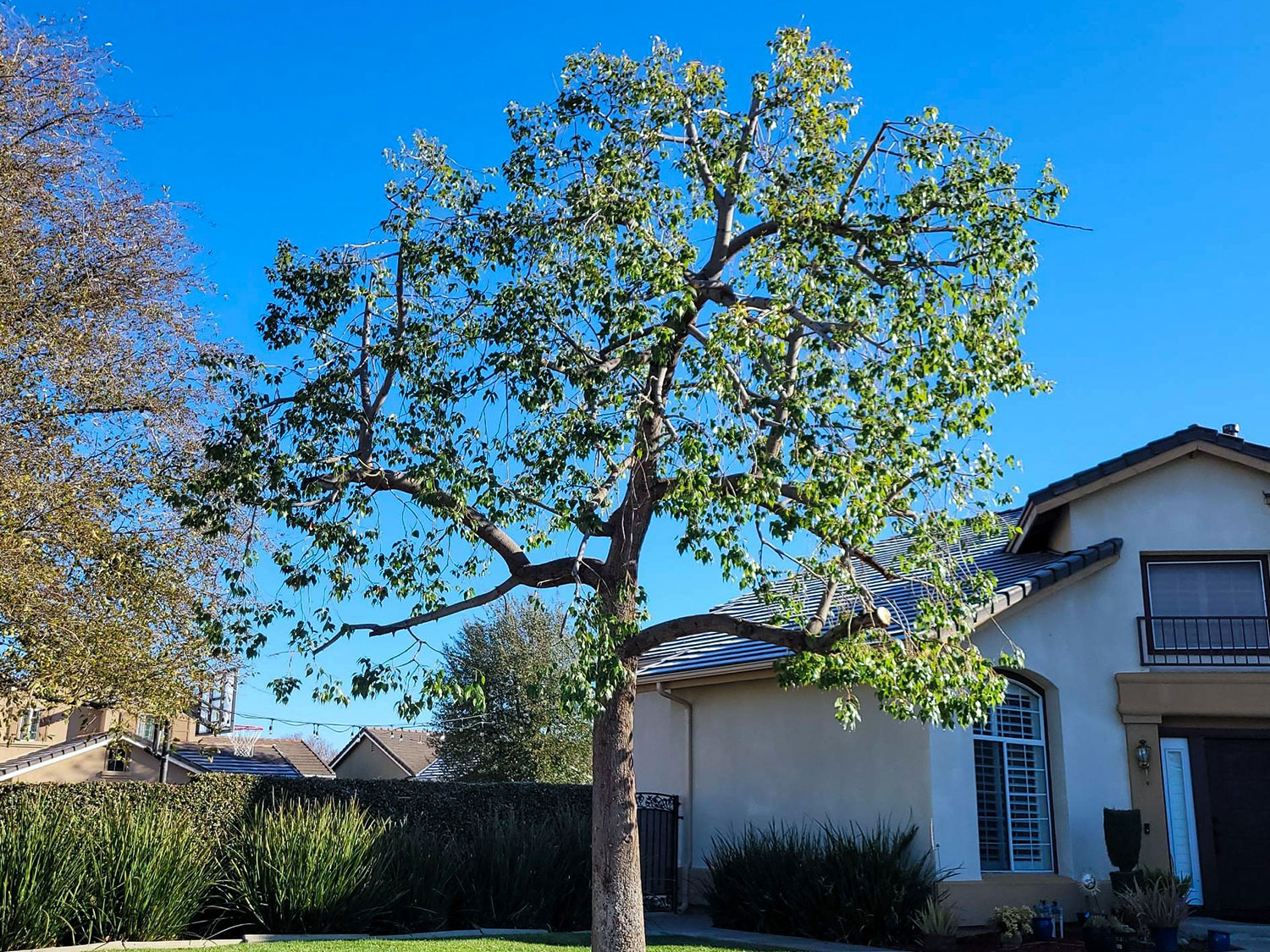 Tree-Trimming-Murrieta-Ca