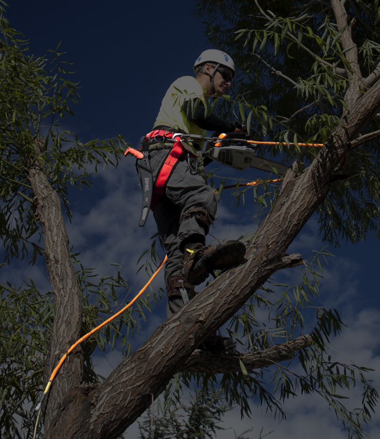 Riverside Tree services