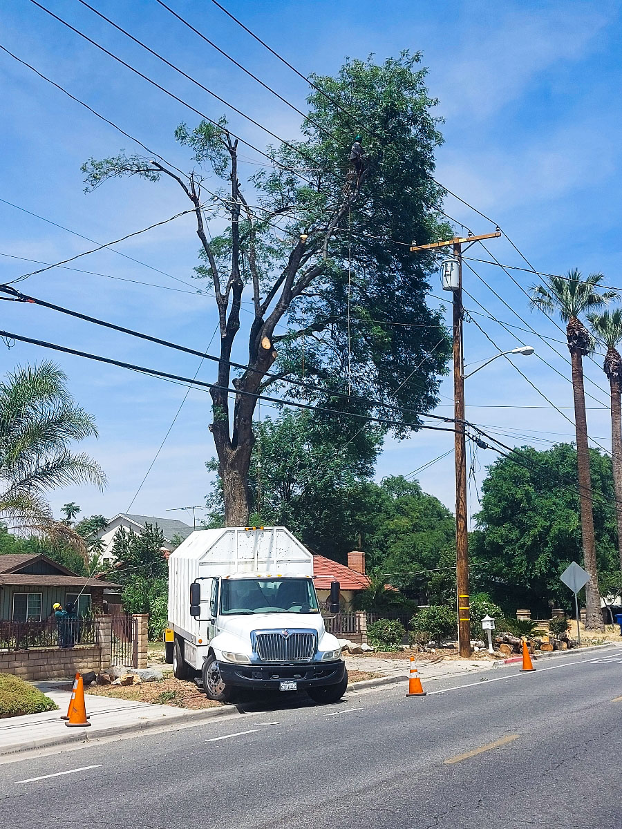 Tree Removal in Riverside